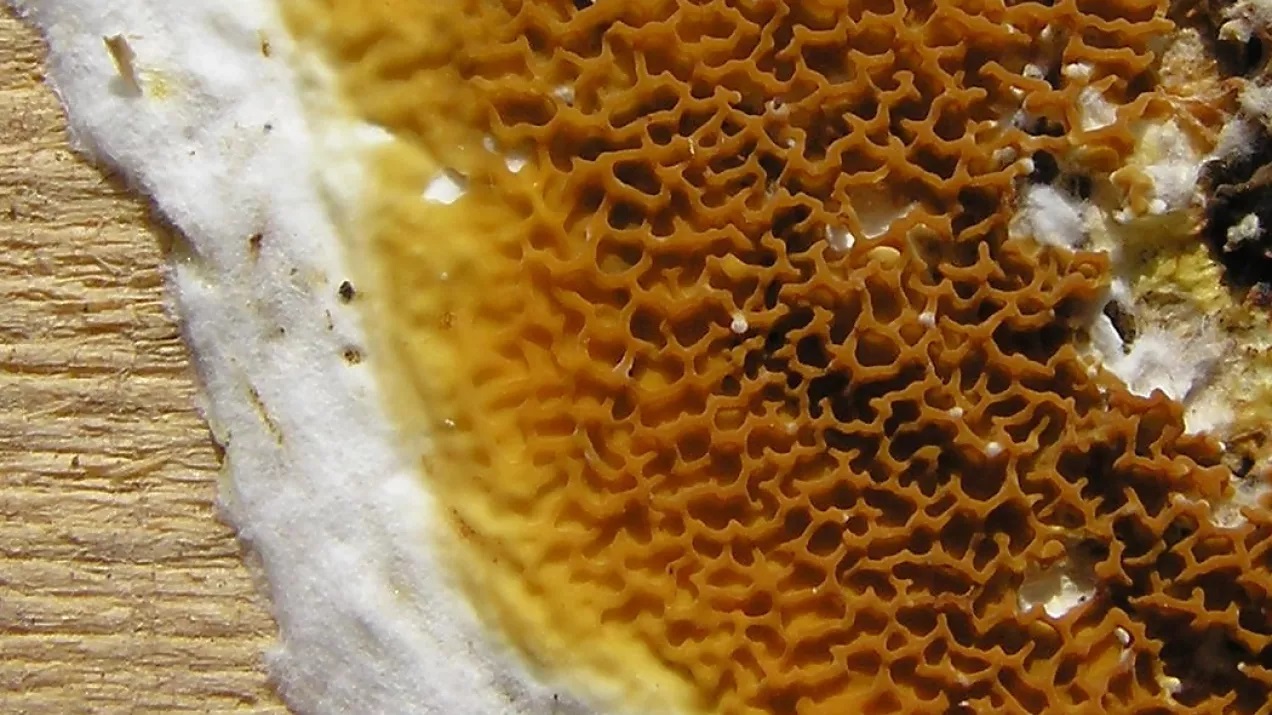 niebezpieczny-grzyb-domowy-serpula-lacrymans